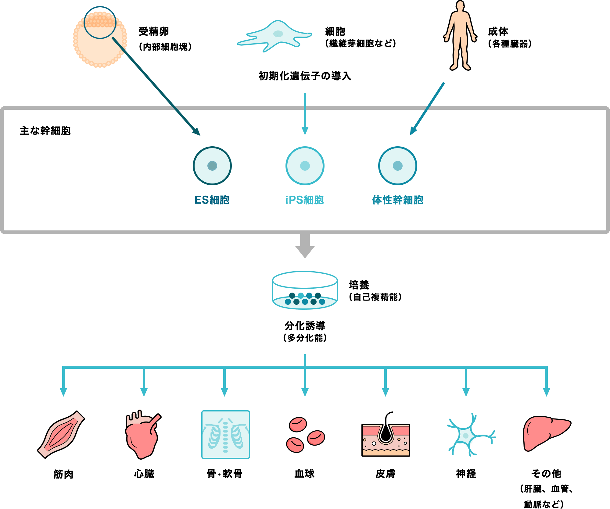 サンバイオの再生医療 サンバイオ 再生医療 再生細胞薬