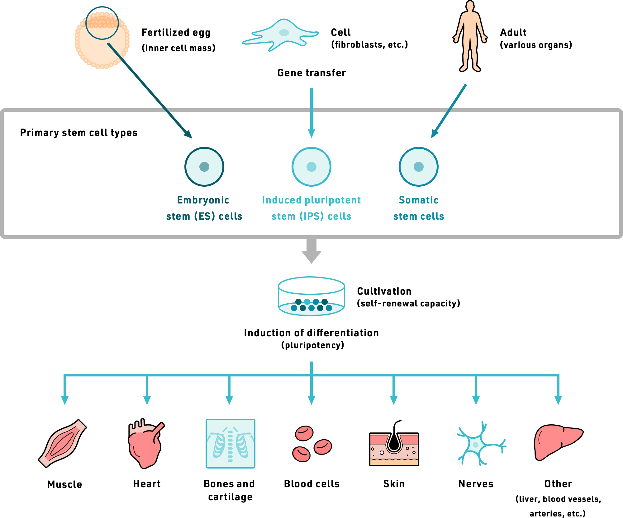 Regenerative Medicine Sanbio Official Site