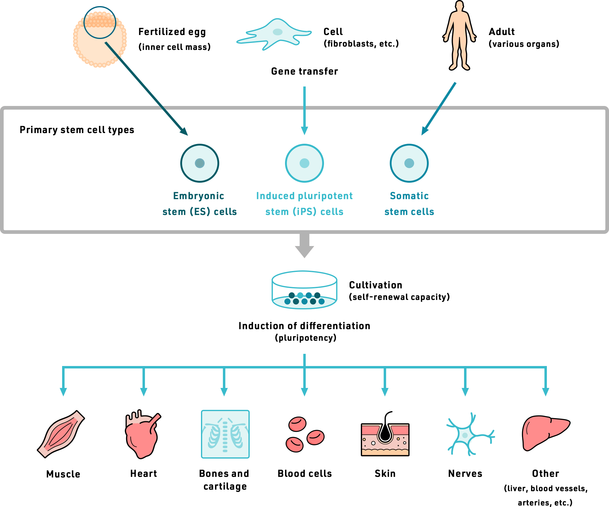 Regenerative Medicine SanBio Official Site
